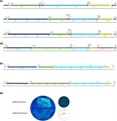 Issue when expressing a recombinant protein under the control of p35S in Nicotiana tabacum BY-2 cells